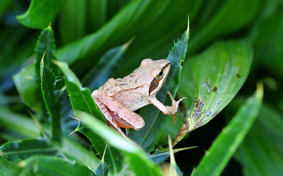 Rana da determinare 2 - Rana dalmatina
